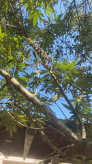 Vitex agnus-castus