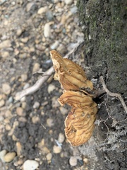 Cortinarius distans