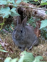 Sylvilagus bachmani