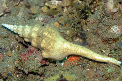 Cyrtulus undatus
