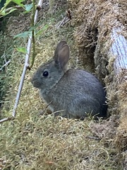 Sylvilagus bachmani