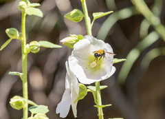 Bombus nevadensis