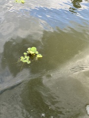 Pistia stratiotes