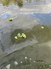 Pistia stratiotes
