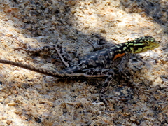 Agama planiceps