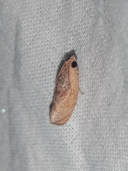 Cryptophlebia ombrodelta