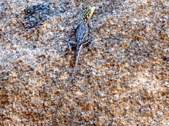 Agama planiceps