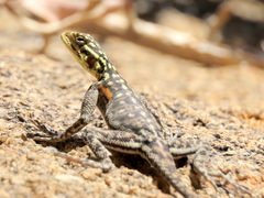 Agama planiceps