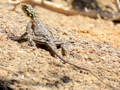 Agama planiceps