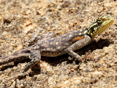 Agama planiceps