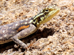 Agama planiceps