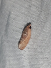 Cryptophlebia ombrodelta