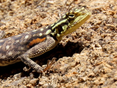 Agama planiceps