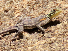 Agama planiceps