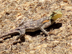 Agama planiceps
