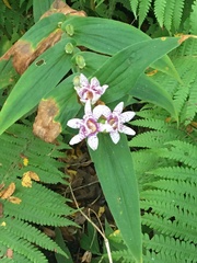 Tricyrtis