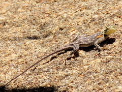 Agama planiceps