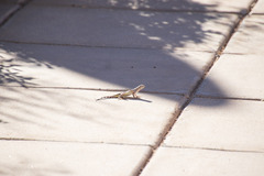 Callisaurus draconoides