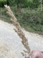 Calamagrostis epigejos