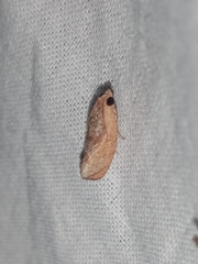 Cryptophlebia ombrodelta