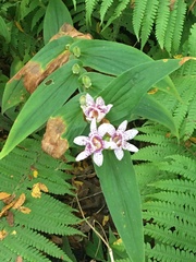 Tricyrtis