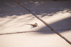 Callisaurus draconoides