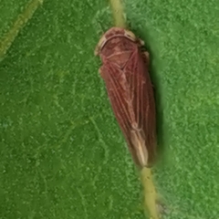 Idiodonus cruentatus