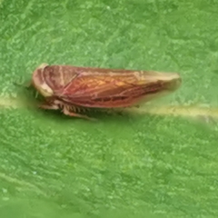 Idiodonus cruentatus