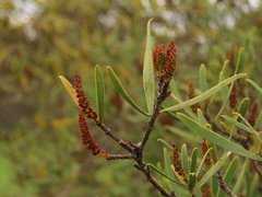 Colliguaja integerrima