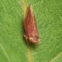Idiodonus cruentatus