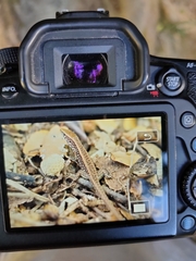 Algyroides moreoticus