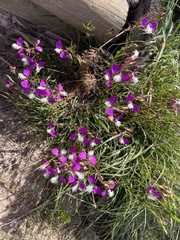Polygala bracteolata