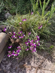 Polygala bracteolata
