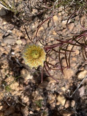 Leucospermum lineare