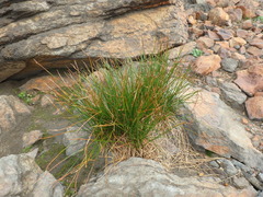 Juncus alpinoarticulatus