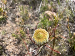 Leucospermum lineare