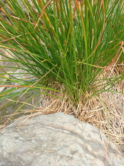 Juncus alpinoarticulatus