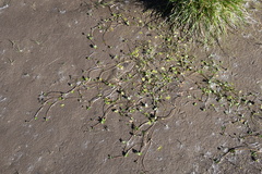 Ranunculus hyperboreus