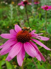 Bombus huntii