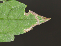 Phytomyza loewii