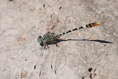 Erpetogomphus lampropeltis