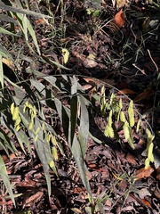 Chasmanthium latifolium