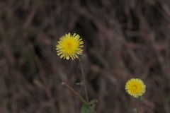 Sonchus oleraceus