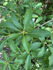 Kalmia latifolia