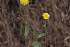 Sonchus oleraceus