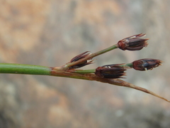 Juncus alpinoarticulatus