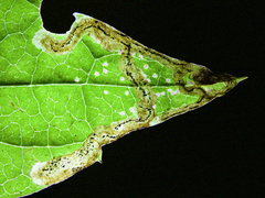 Phytomyza loewii