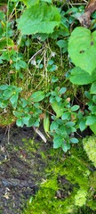 Vaccinium cespitosum