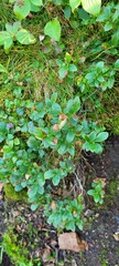 Vaccinium cespitosum