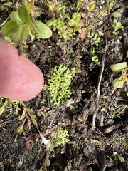 Riccia huebeneriana